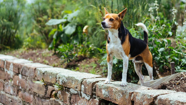 Compostable Dog Poo Bags