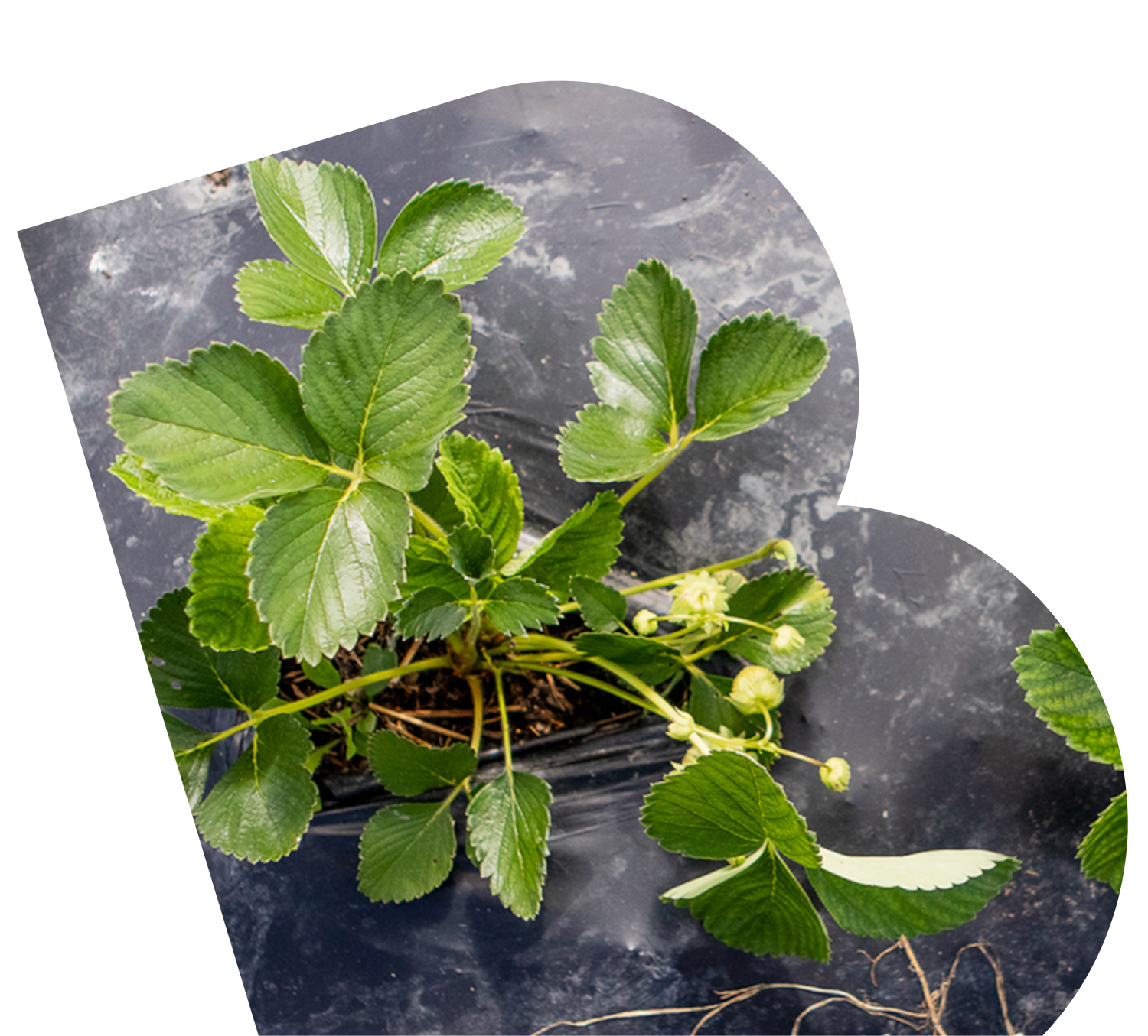 Photo of a strawberry plant with BioBag BioArgi compostable much film over the top, in the shape of a B