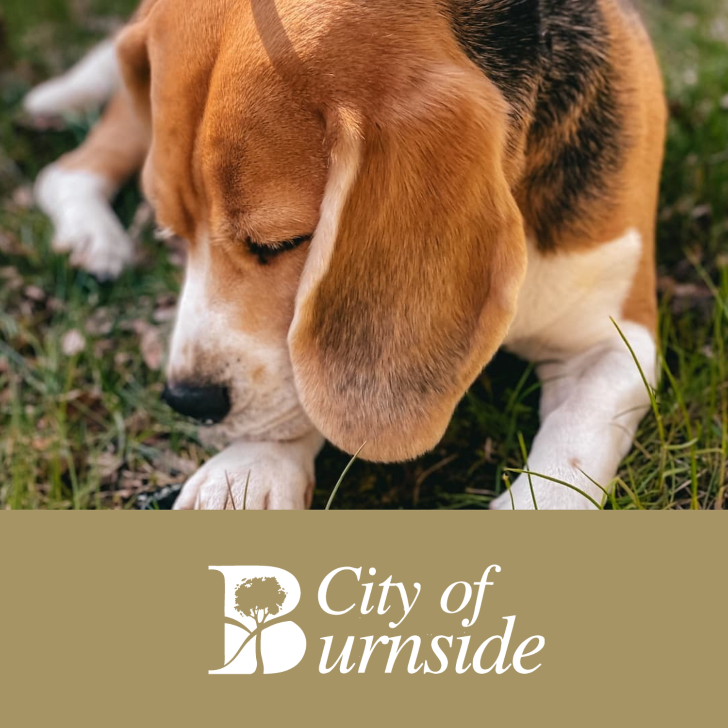 Dog sniffing grass with 'City of Burnside' logo at the bottom