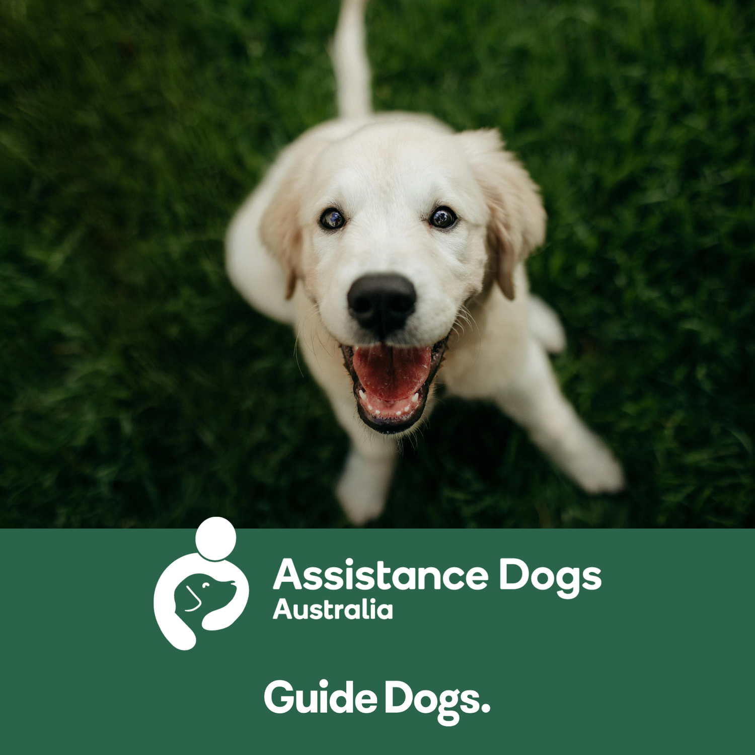 Happy puppy on grass with Assistance Dogs Australia  and Guide Dogs logo