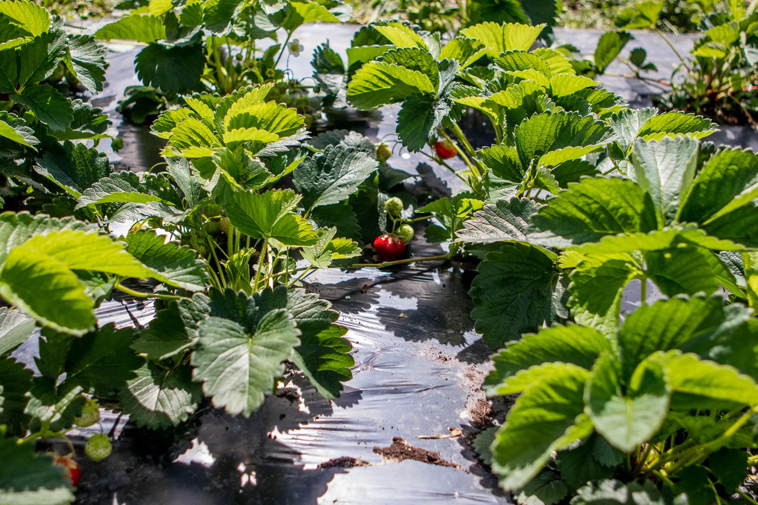 Strawberry plants growing in a field with BioBag BioAgri black compostable mulch film