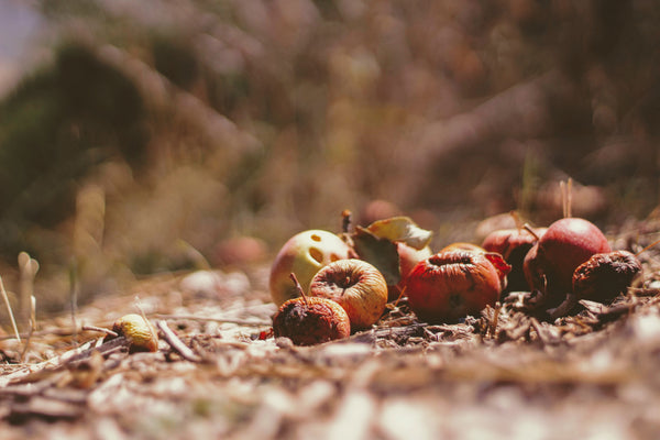Decomposing apples on the ground with a blurred natural background