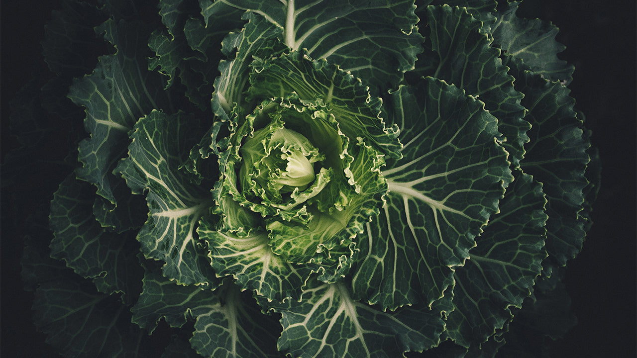 Close-up of a green cabbage with intricate leaf patterns on a dark background indicating eco-friendly and organic waste