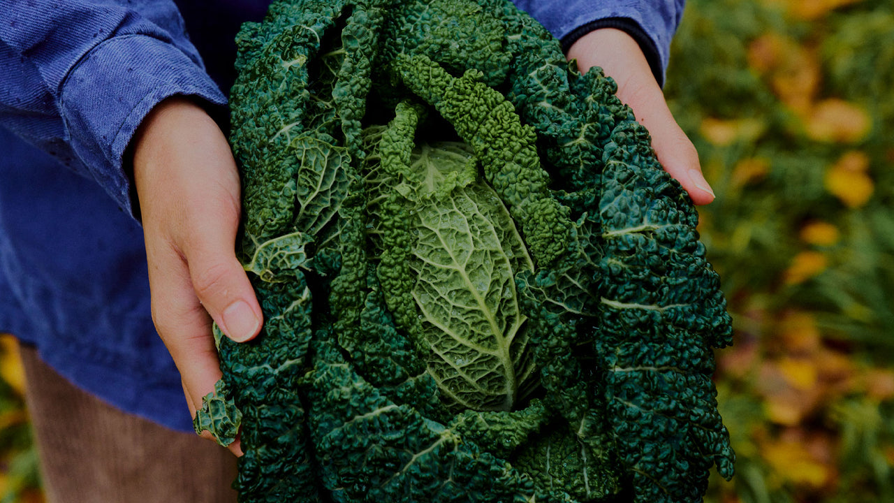 Person holding a bunch of green kale leaves in an outdoor setting