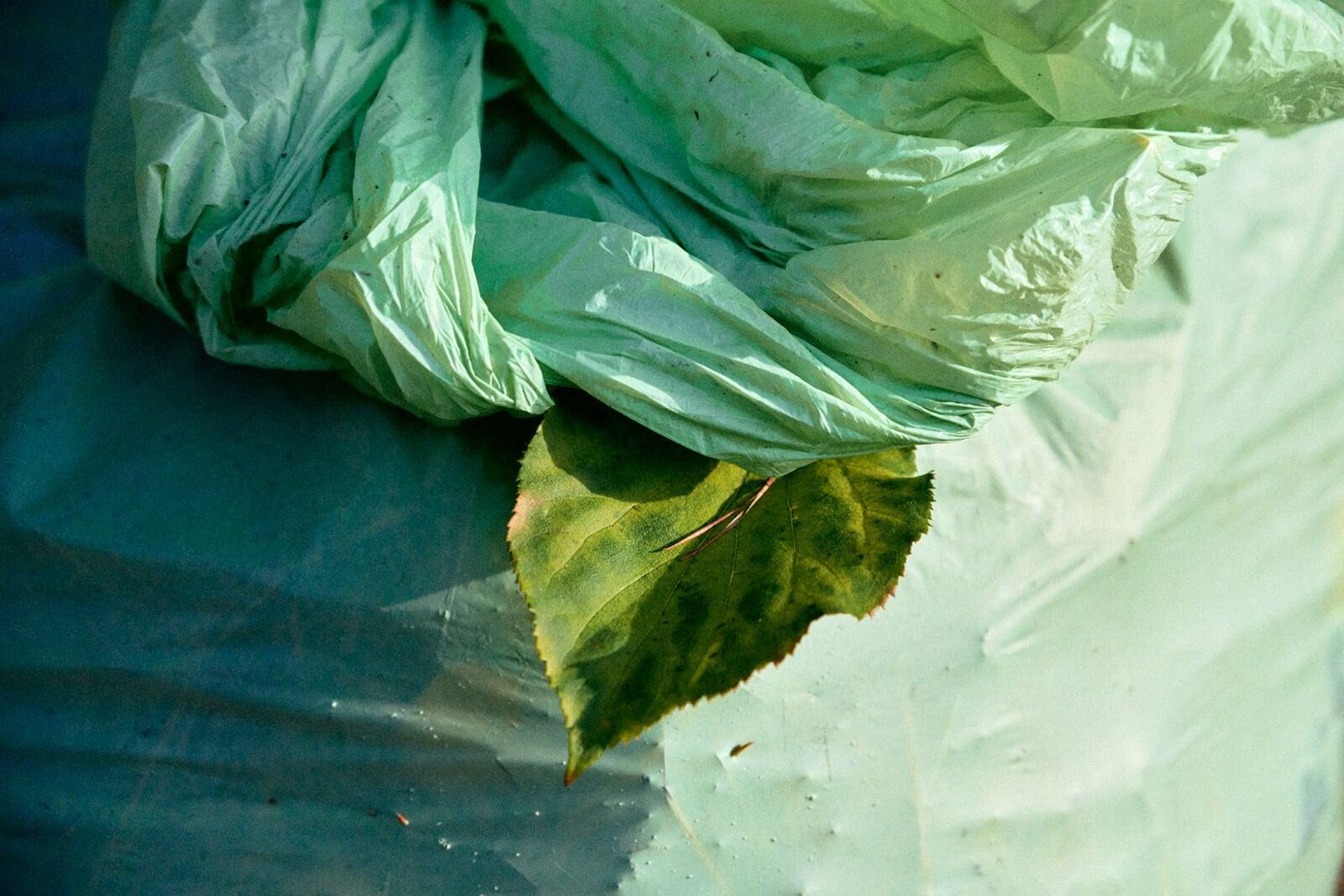 Close up photo BioBag compostable waste bag filled with organic waste and a leaf poking out the top