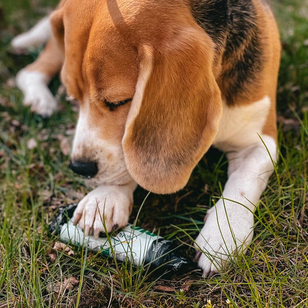 Dog playing with a roll of BioBag dog poo bags on the grass