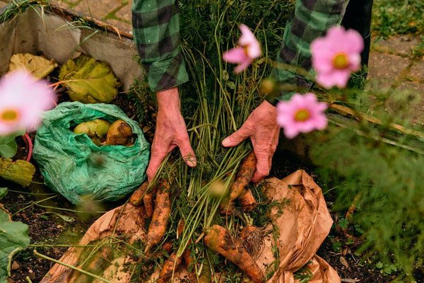 Person sorting vegetables in a garden with a BioBag compostable bag for organic waste and pink flowers in the background