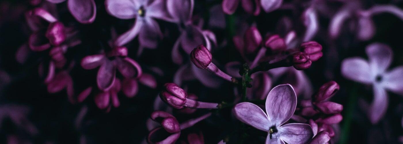 Close-up of purple flowers with a dark background