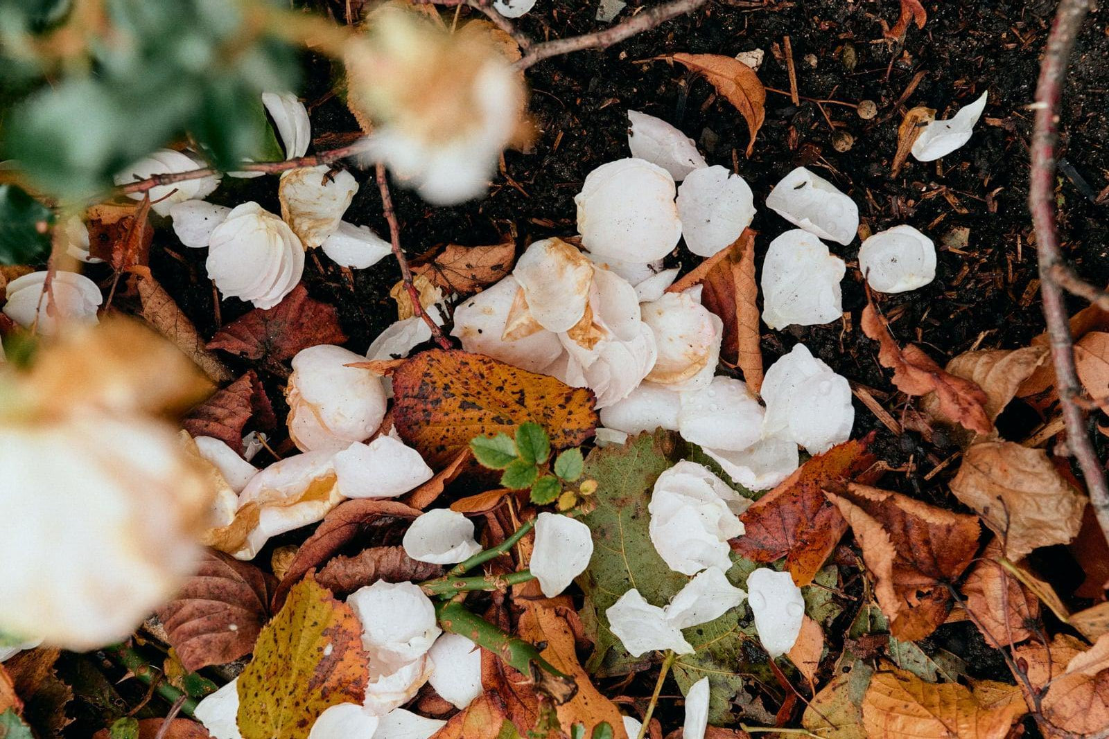 Close-up of white flowers and dried leaves on the ground