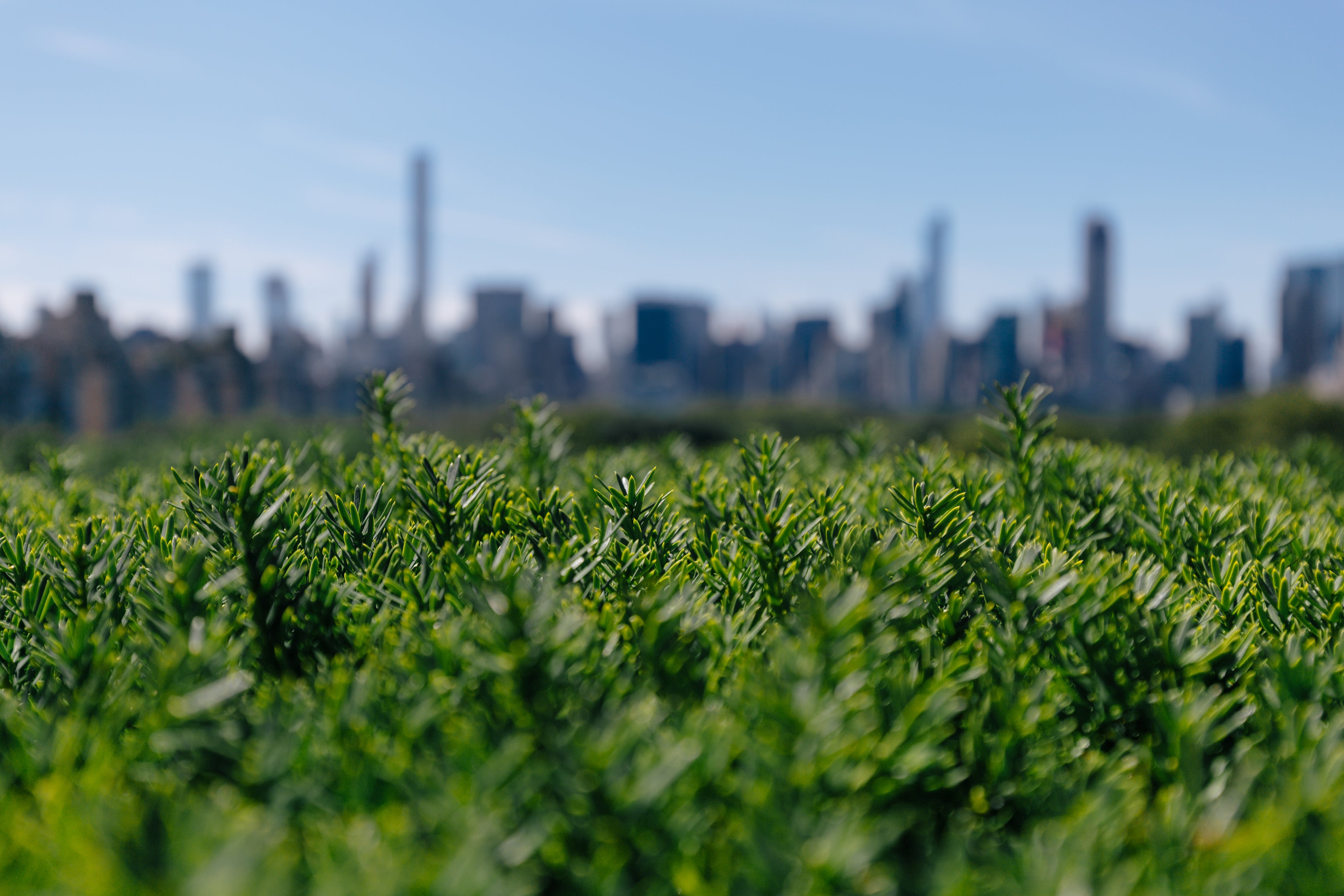 Photo of a city skyline in the background, and a green hedge in the foreground. 