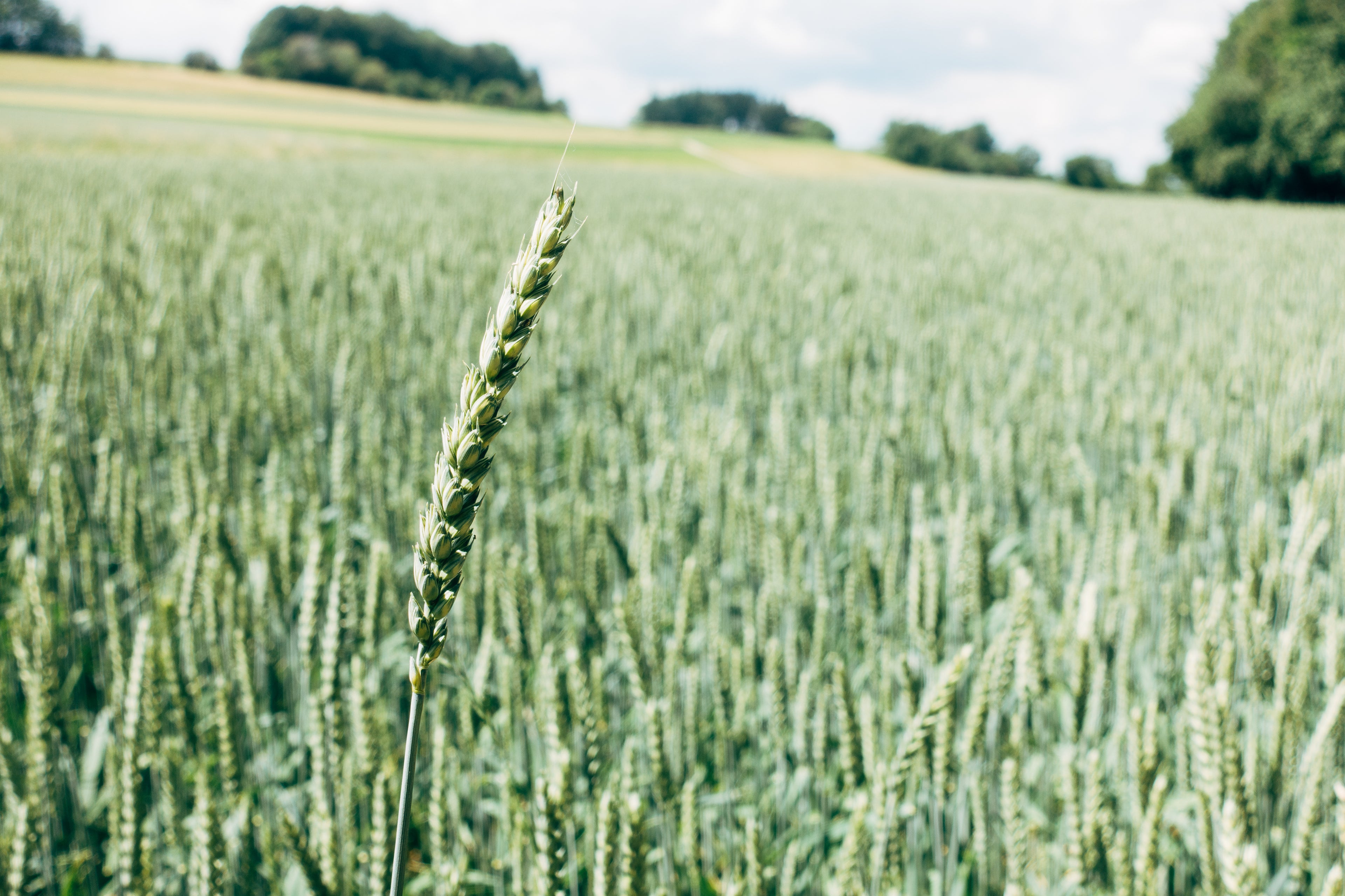 photo of a corn field with a close up sheaf of corn - showing the organic products that are used to make compostable Biobags