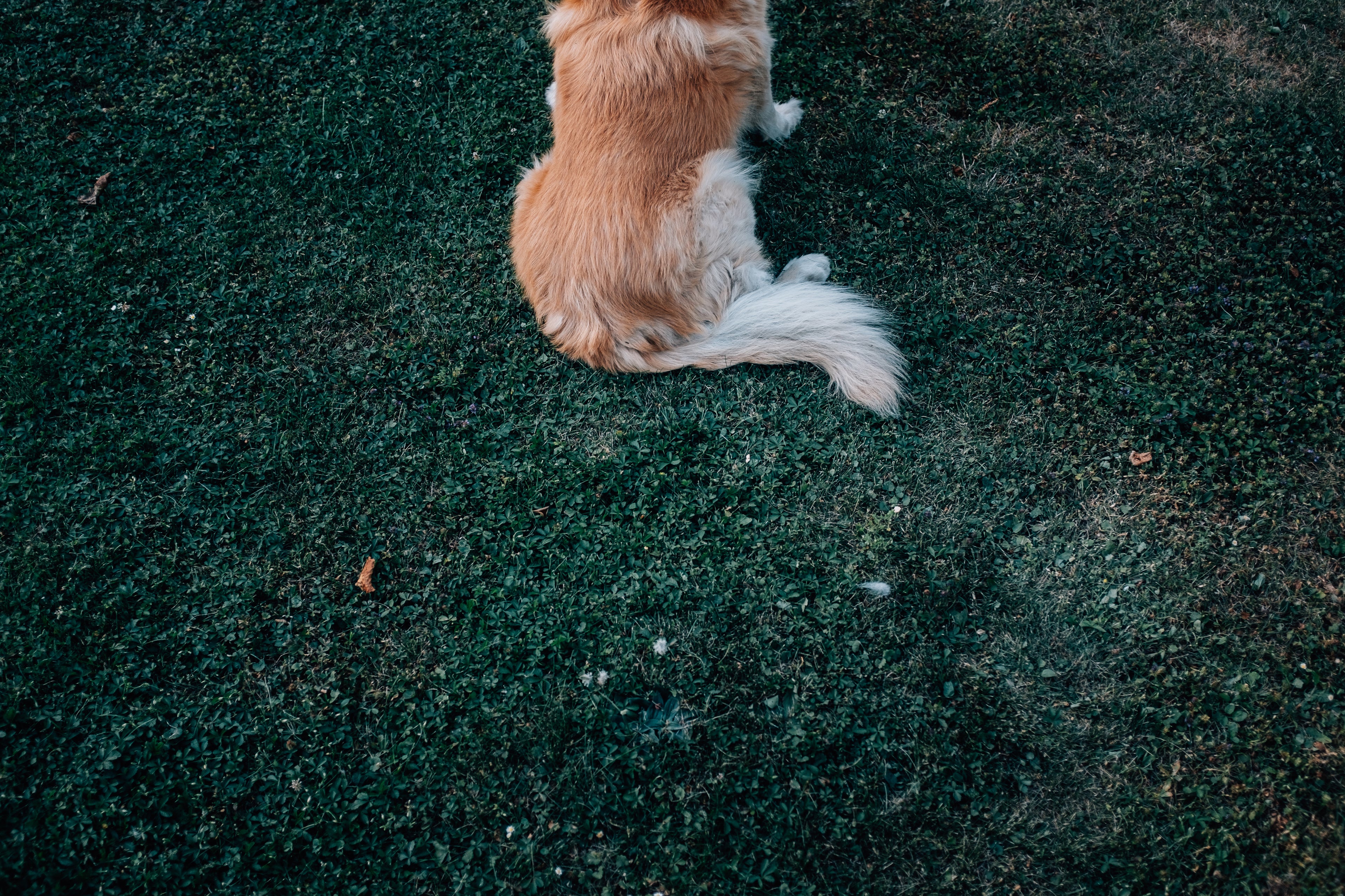 dog sitting on grass in park