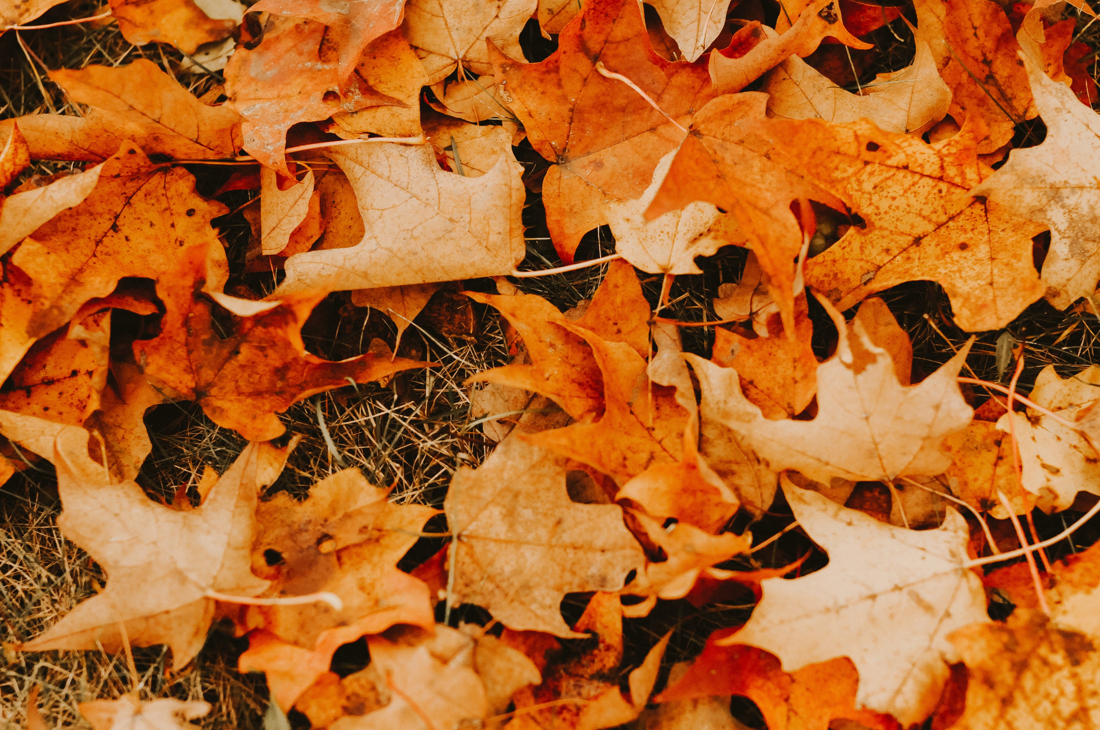 Close up photo of dried maple leaves on the ground - showing what can go in a compostable bin liner