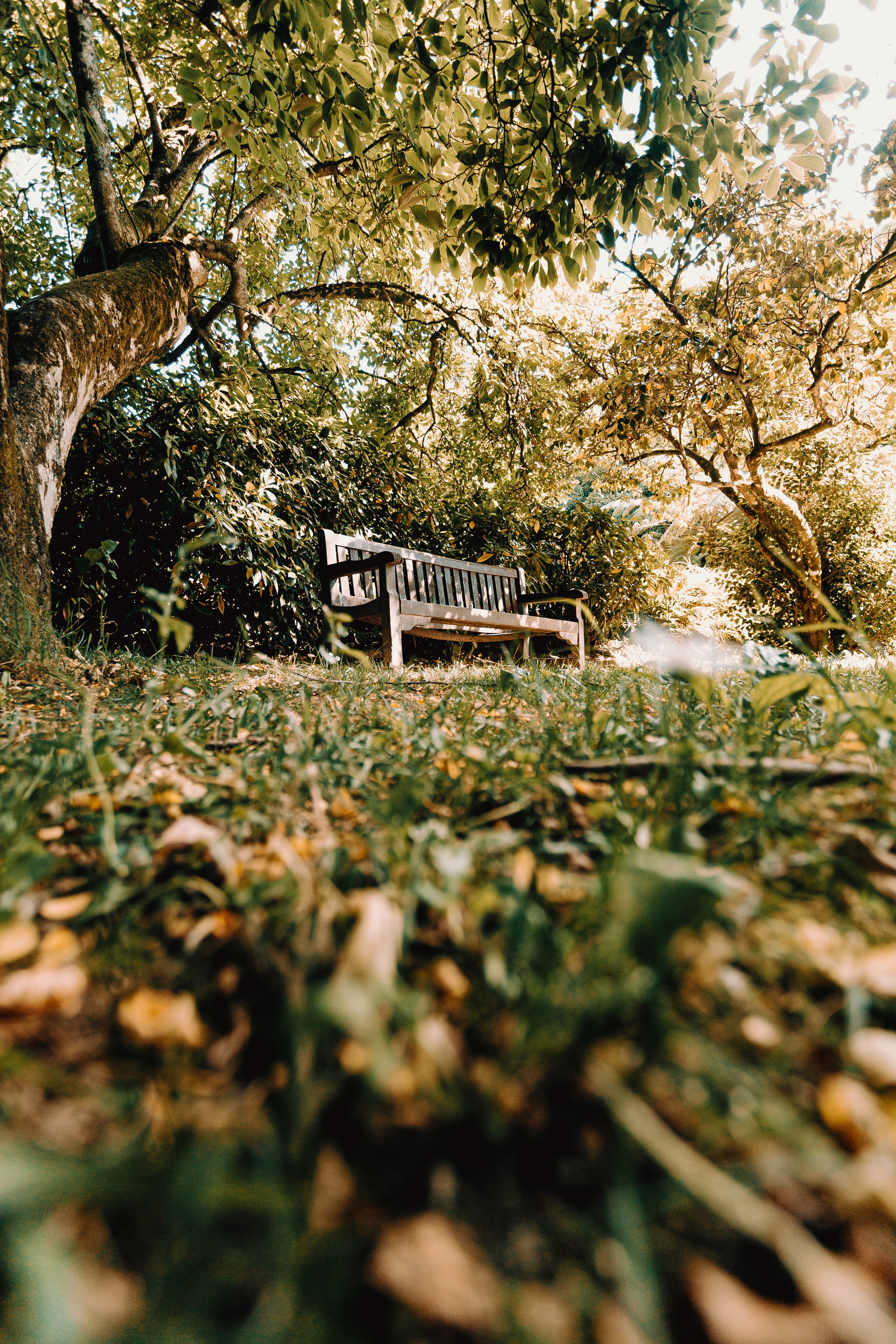 photo of a park with grass and tress and a bench