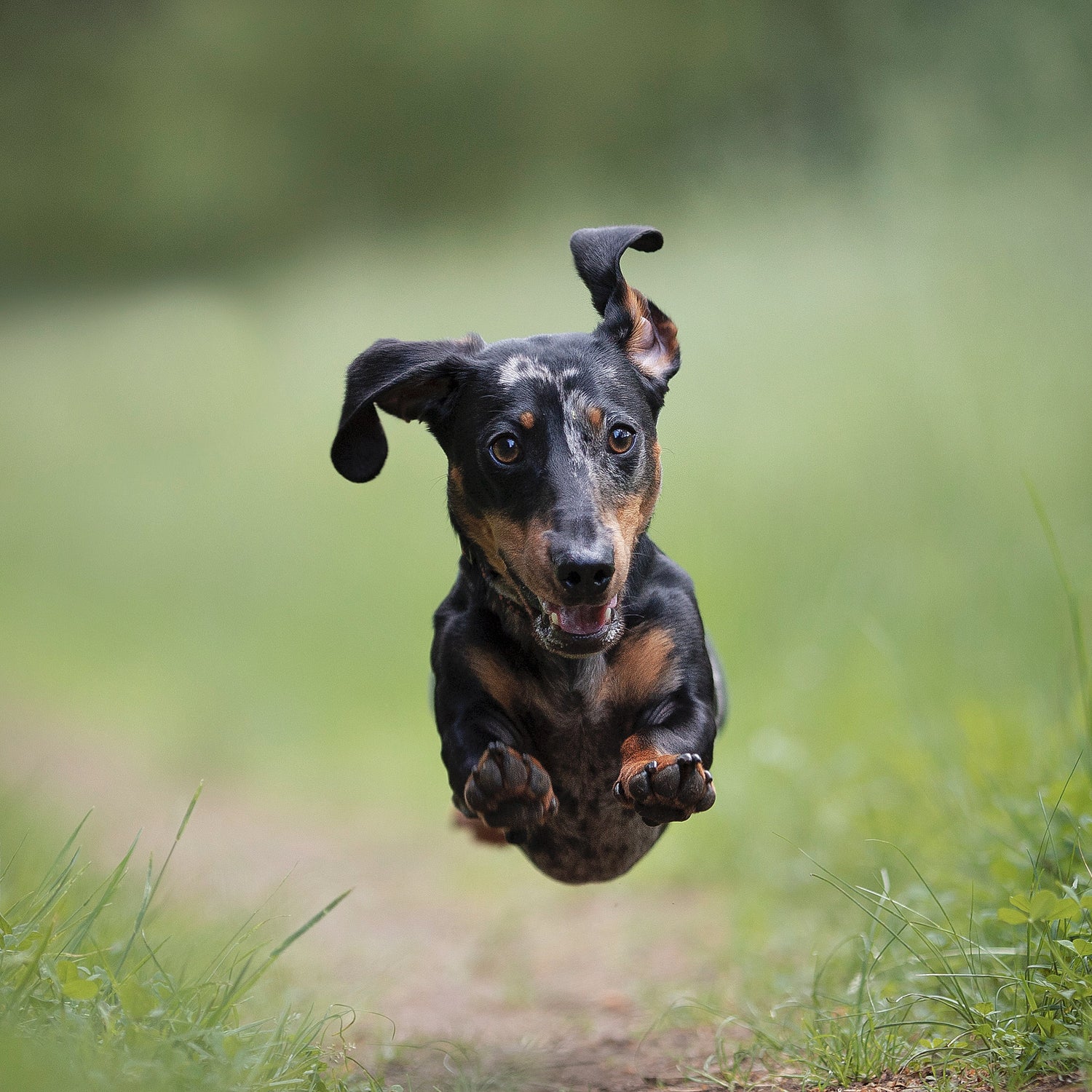 happy dog running in a park