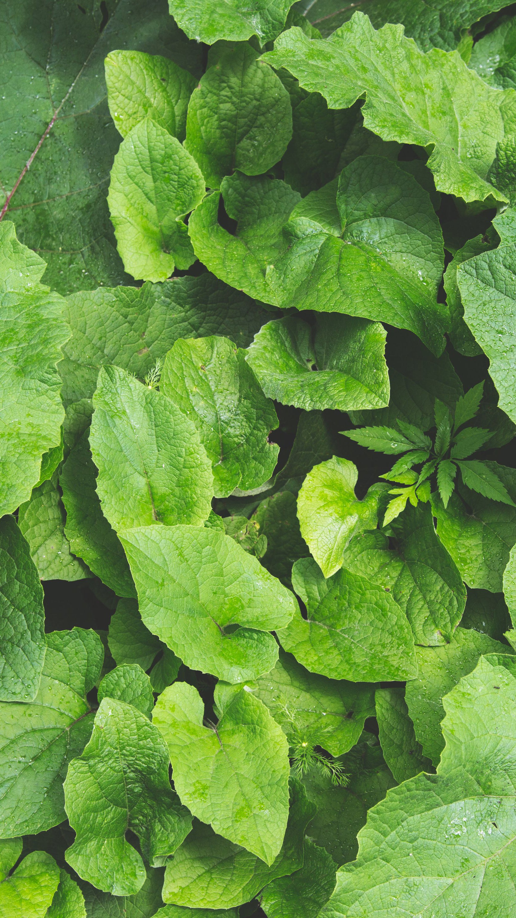 Close up image of green plant leaves