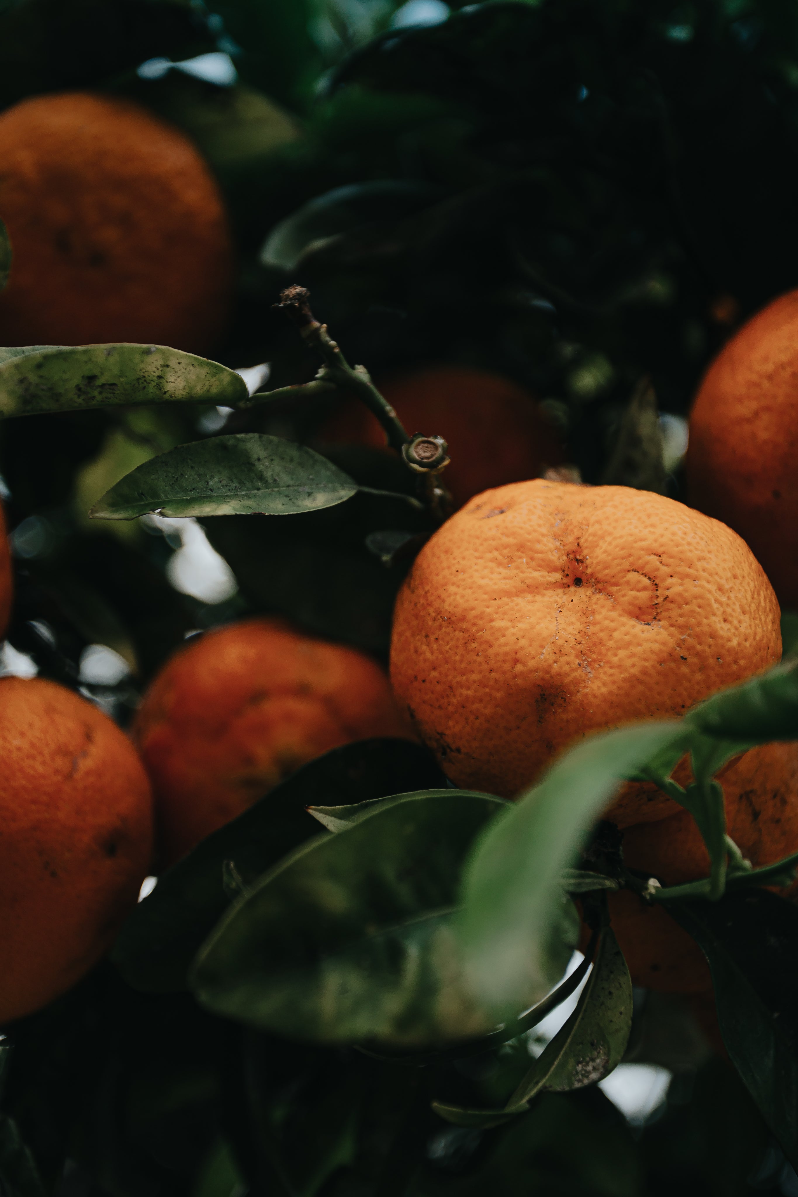 photo of ripe oranges in a tree with green leaves