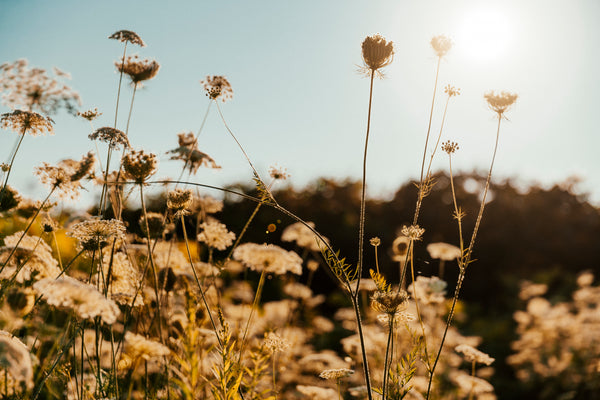 Photo of a field of plants with a close up of some plant stems