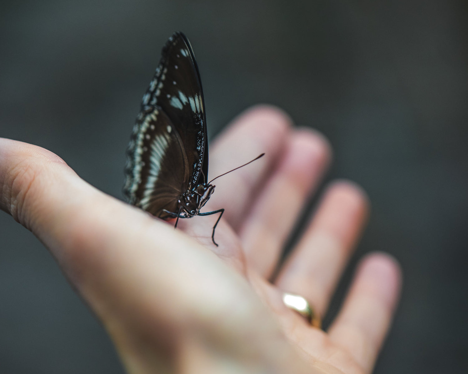 Butterfly perched on a person's hand with a blurred background